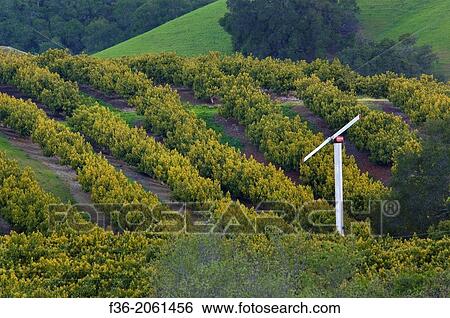 Stock Photograph - Avocado Orchard and green hills in Spring, Old Creek Road, near Cayucos, California.. Fotosearch
