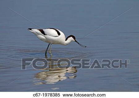 Avocet Recurvirostra avocetta feeding in coastal lagoon. View Large Photo Image Stock Photography - Avocet Recurvirostra avocetta feeding in coastal lagoon.. Fotosearch