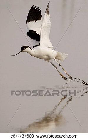 Avocet (Recurvirostra avocetta) View Large Photo Image Stock Image - Avocet (Recurvirostra avocetta). Fotosearch