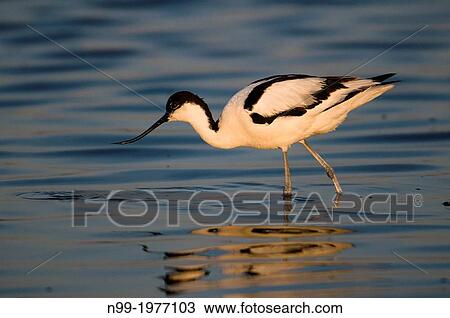Stock Image - Avocet (Recurvirostra avosetta), delta of Danube, Romania.. Fotosearch