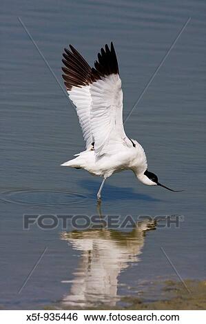 Stock Photograph - Avocet Recurvirostra avosetta doing a wing stretch Titchfield Haven Hampshire. Fotosearch