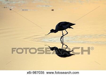 Stock Photography - Avocet Recurvirostra avosetta, feeding at sunset, Texel, Holland. Fotosearch