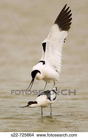 Avocet (Recurvirostra avosetta) View Large Photo Image Picture - Avocet (Recurvirostra avosetta). Fotosearch