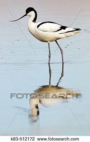 Avocet (Recurvirostra avosetta) View Large Photo Image Stock Image - Avocet (Recurvirostra avosetta). Fotosearch