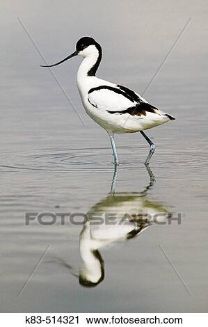 Avocet (Recurvirostra avosetta) View Large Photo Image Stock Image - Avocet (Recurvirostra avosetta). Fotosearch