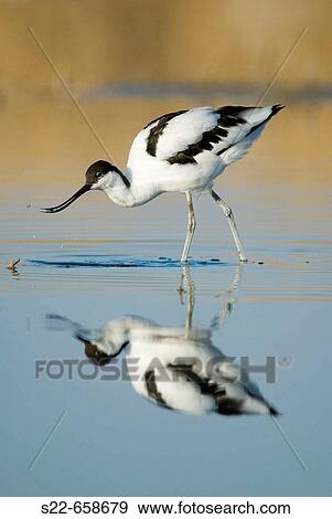 Avocet (Recurvirostra avosetta) View Large Photo Image Stock Photo - Avocet (Recurvirostra avosetta). Fotosearch