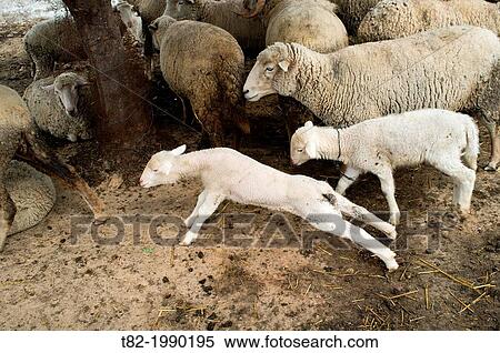 Awakening Merino sheep from other sheep in a pen, Palma del Rio, Cordoba, Andalucia, Spain View Large Photo Image Stock Photography - Awakening Merino sheep from other sheep in a pen, Palma del Rio, Cordoba, Andalucia, Spain. Fotosearch