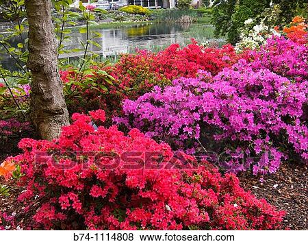 azalea, arboretum, gand, belgium View Large Photo Image Stock Photo - azalea, arboretum, gand, belgium. Fotosearch