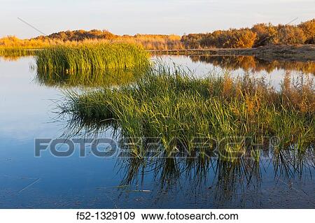 Azraq Wetlands Nature Reserve, Jordan, Middle East View Large Photo Image Stock Photo - Azraq Wetlands Nature Reserve, Jordan, Middle East. Fotosearch