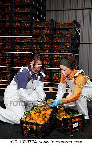 Azti-Tecnalia researchers, Cleanfeed project (prevention of vegetal waste generation and reuse for animal feed), Mercabilbao fruits and vegetables wholesale market, Basauri, Bilbao, Bizkaia, Euskadi, Spain View Large Photo Image Picture - Azti-Tecnalia researchers, Cleanfeed project (prevention of vegetal waste generation and reuse for animal feed), Mercabilbao fruits and vegetables wholesale market, Basauri, Bilbao, Bizkaia, Euskadi, Spain. Fotosearch