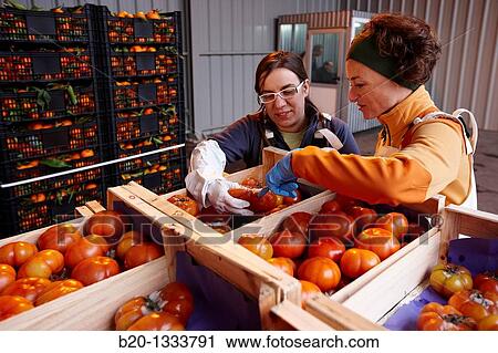Azti-Tecnalia researchers, Cleanfeed project (prevention of vegetal waste generation and reuse for animal feed), Mercabilbao fruits and vegetables wholesale market, Basauri, Bilbao, Bizkaia, Euskadi, Spain View Large Photo Image Stock Image - Azti-Tecnalia researchers, Cleanfeed project (prevention of vegetal waste generation and reuse for animal feed), Mercabilbao fruits and vegetables wholesale market, Basauri, Bilbao, Bizkaia, Euskadi, Spain. Fotosearch