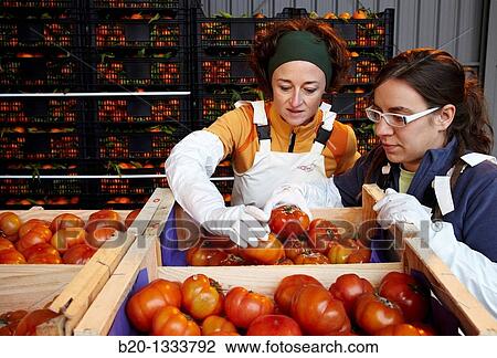 Azti-Tecnalia researchers, Cleanfeed project (prevention of vegetal waste generation and reuse for animal feed), Mercabilbao fruits and vegetables wholesale market, Basauri, Bilbao, Bizkaia, Euskadi, Spain View Large Photo Image Stock Image - Azti-Tecnalia researchers, Cleanfeed project (prevention of vegetal waste generation and reuse for animal feed), Mercabilbao fruits and vegetables wholesale market, Basauri, Bilbao, Bizkaia, Euskadi, Spain. Fotosearch
