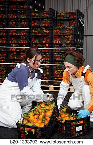 Azti-Tecnalia researchers, Cleanfeed project (prevention of vegetal waste generation and reuse for animal feed), Mercabilbao fruits and vegetables wholesale market, Basauri, Bilbao, Bizkaia, Euskadi, Spain View Large Photo Image Stock Image - Azti-Tecnalia researchers, Cleanfeed project (prevention of vegetal waste generation and reuse for animal feed), Mercabilbao fruits and vegetables wholesale market, Basauri, Bilbao, Bizkaia, Euskadi, Spain. Fotosearch