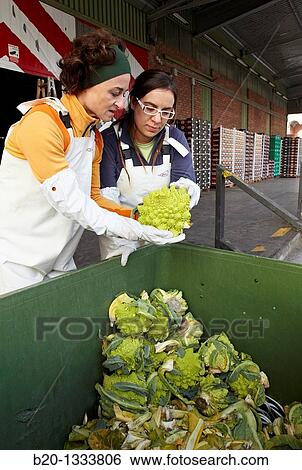 Azti-Tecnalia researchers, Cleanfeed project (prevention of vegetal waste generation and reuse for animal feed), Mercabilbao fruits and vegetables wholesale market, Basauri, Bilbao, Bizkaia, Euskadi, Spain View Large Photo Image Stock Photograph - Azti-Tecnalia researchers, Cleanfeed project (prevention of vegetal waste generation and reuse for animal feed), Mercabilbao fruits and vegetables wholesale market, Basauri, Bilbao, Bizkaia, Euskadi, Spain. Fotosearch