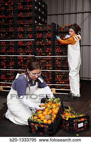 Azti-Tecnalia researchers, Cleanfeed project (prevention of vegetal waste generation and reuse for animal feed), Mercabilbao fruits and vegetables wholesale market, Basauri, Bilbao, Bizkaia, Euskadi, Spain View Large Photo Image Stock Photography - Azti-Tecnalia researchers, Cleanfeed project (prevention of vegetal waste generation and reuse for animal feed), Mercabilbao fruits and vegetables wholesale market, Basauri, Bilbao, Bizkaia, Euskadi, Spain. Fotosearch