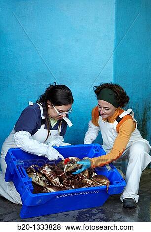 Azti-Tecnalia researchers selecting crabs, Mercabilbao fish wholesale market, Basauri, Bilbao, Bizkaia, Euskadi, Spain View Large Photo Image Stock Photo - Azti-Tecnalia researchers selecting crabs, Mercabilbao fish wholesale market, Basauri, Bilbao, Bizkaia, Euskadi, Spain. Fotosearch