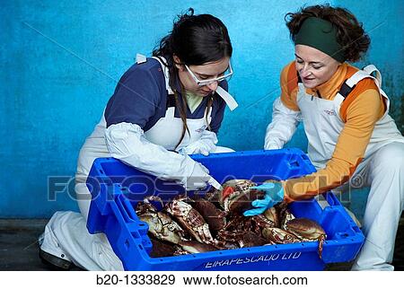 Azti-Tecnalia researchers selecting crabs, Mercabilbao fish wholesale market, Basauri, Bilbao, Bizkaia, Euskadi, Spain View Large Photo Image Stock Photo - Azti-Tecnalia researchers selecting crabs, Mercabilbao fish wholesale market, Basauri, Bilbao, Bizkaia, Euskadi, Spain. Fotosearch