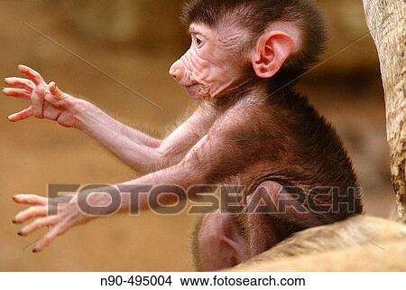 Picture - Baboon (Comopithecus hamadryas). Africa. Fotosearch
