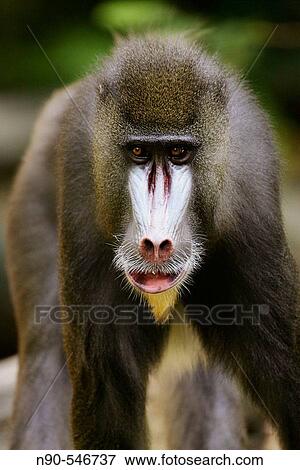 Baboon View Large Photo Image Stock Photo - Baboon. Fotosearch