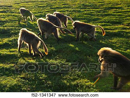 BABUINO GELADA - Gelada Baboon Theropithecus gelada, Simien Mountains National Park, Ethiopia, Africa. View Large Photo Image Stock Photo - BABUINO GELADA - Gelada Baboon Theropithecus gelada, Simien Mountains National Park, Ethiopia, Africa.. Fotosearch