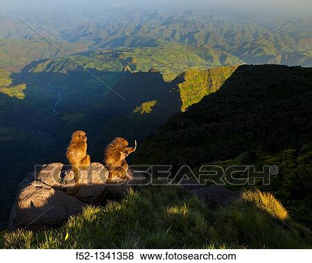 BABUINO GELADA - Gelada Baboon Theropithecus gelada, Simien Mountains National Park, Ethiopia, Africa. View Large Photo Image Stock Photo - BABUINO GELADA - Gelada Baboon Theropithecus gelada, Simien Mountains National Park, Ethiopia, Africa.. Fotosearch