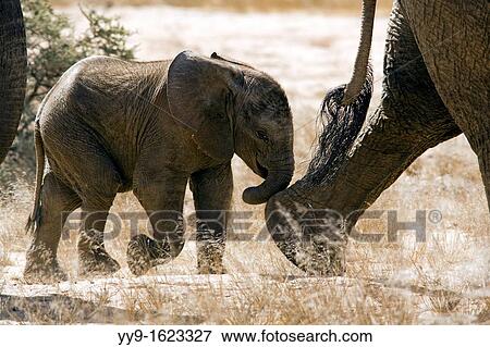 Stock Photo - Baby African Elephant Desert-adapted - Huab River, near Twyfelfontein, Damaraland, Namibia, Africa. Fotosearch