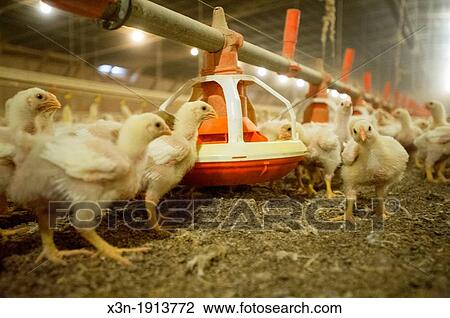 Stock Image - Baby chicks in a chicken house on a poultry farm in Centerville MD. Fotosearch