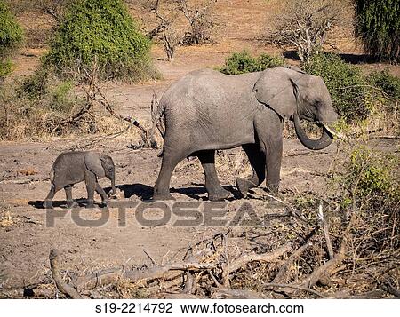 Baby Elephant. View Large Photo Image Stock Image - Baby Elephant.. Fotosearch