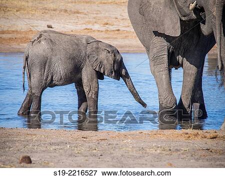 Baby Elephant. View Large Photo Image Stock Photo - Baby Elephant.. Fotosearch