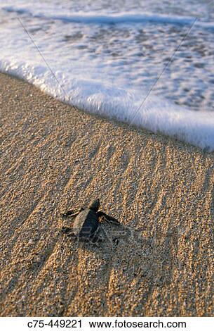 Baby Green Sea Turtle (Chelonia mydas) entering sea for the first time, Ascension Island, Atlantic Ocean View Large Photo Image Stock Image - Baby Green Sea Turtle (Chelonia mydas) entering sea for the first time, Ascension Island, Atlantic Ocean. Fotosearch