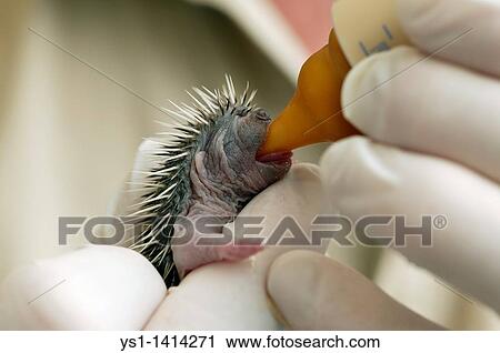 Baby Hedgehog rescued at? La Dame Blanche?, an animal protection center in Normandy, France View Large Photo Image Stock Image - Baby Hedgehog rescued at? La Dame Blanche?, an animal protection center in Normandy, France. Fotosearch