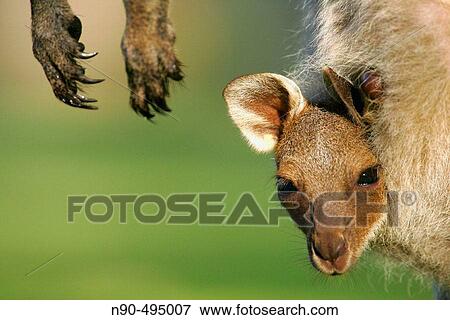 Baby kangaroo in pouch View Large Photo Image Stock Photo - Baby kangaroo in pouch. Fotosearch
