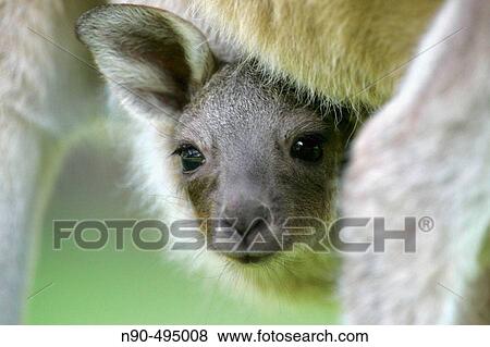 Baby kangaroo in pouch View Large Photo Image Stock Photo - Baby kangaroo in pouch. Fotosearch