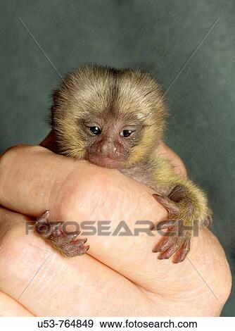 Baby Marmoset on a woman's hand View Large Photo Image Stock Photo - Baby Marmoset on a woman's hand. Fotosearch