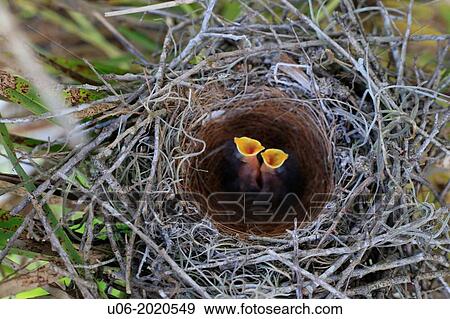 Stock Photo - baby mockingbird nestlings in a nest in a tree. Fotosearch