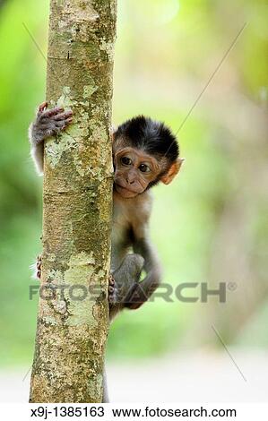 Baby Monkey View Large Photo Image Stock Image - Baby Monkey. Fotosearch