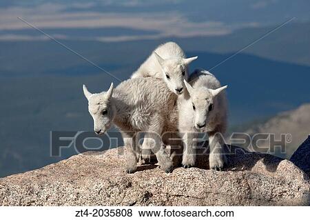 Stock Photo - Baby Mountain Goats (Oreamnos americanus), Mount Evans, Colorado.. Fotosearch