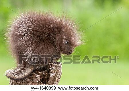 Baby North American porcupine, Erethizon dorsatum, Minnesota, USA View Large Photo Image Stock Photo - Baby North American porcupine, Erethizon dorsatum, Minnesota, USA. Fotosearch