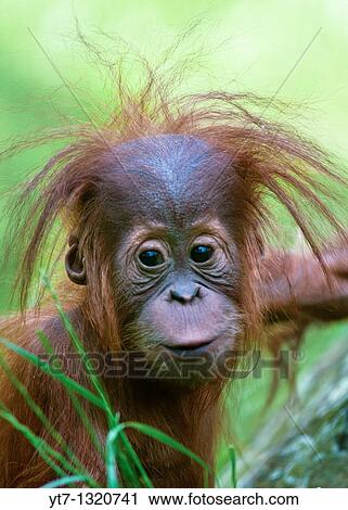 Stock Image - Baby Orangutan Pongo pygmaeus up close. Fotosearch