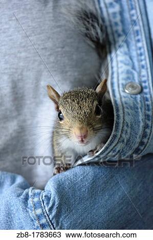 Baby squirrel peeking out of a woman's denim shirt, USA View Large Photo Image Stock Image - Baby squirrel peeking out of a woman's denim shirt, USA. Fotosearch