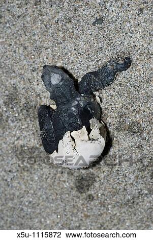 baby turtles emerging from the egg Olive Ridley turtles, Barra de la Cruz, Huatulco, Oaxaca, MexicoOlive Ridley turtles, Barra de la Cruz, Huatulco, Oaxaca, Mexico View Large Photo Image Stock Image - baby turtles emerging from the egg Olive Ridley turtles, Barra de la Cruz, Huatulco, Oaxaca, MexicoOlive Ridley turtles, Barra de la Cruz, Huatulco, Oaxaca, Mexico. Fotosearch
