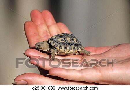 Babyschildkrote in meiner Hand View Large Photo Image Stock Image - Babyschildkrote in meiner Hand. Fotosearch