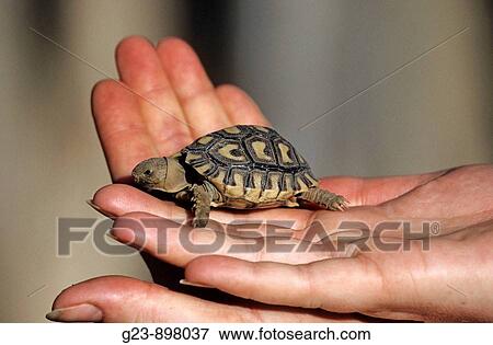 Babyschildkrote in meiner Hand View Large Photo Image Stock Photo - Babyschildkrote in meiner Hand. Fotosearch
