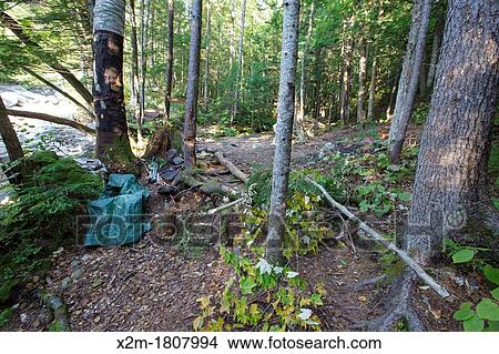Back-country camping impact along the Sawyer River Trail in the White Mountains, New Hampshire USA View Large Photo Image Picture - Back-country camping impact along the Sawyer River Trail in the White Mountains, New Hampshire USA. Fotosearch