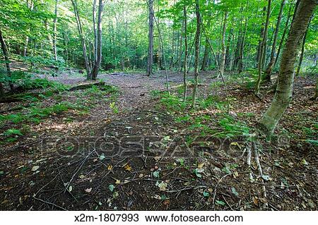 Back-country camping impact along the Sawyer River Trail in the White Mountains, New Hampshire USA View Large Photo Image Stock Image - Back-country camping impact along the Sawyer River Trail in the White Mountains, New Hampshire USA. Fotosearch