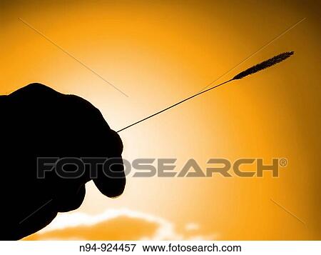 Back-hand, holding an ear of wheat. View Large Photo Image Stock Photo - Back-hand, holding an ear of wheat.. Fotosearch