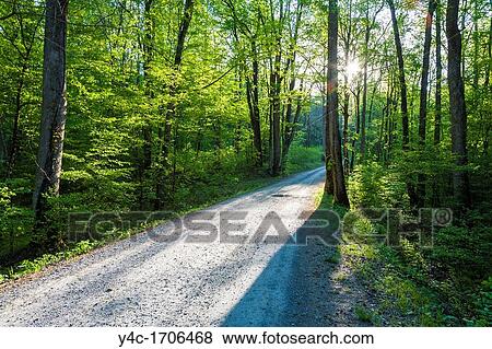 Back road in early morning light in the Greenbrier area of Smoky Mountains National Park Tennessee View Large Photo Image Stock Photo - Back road in early morning light in the Greenbrier area of Smoky Mountains National Park Tennessee. Fotosearch