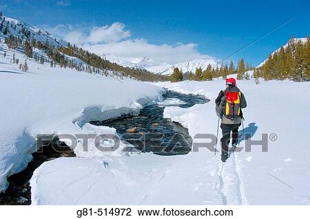 Backcountry skier in fresh powder along Lee Vining Creek, Inyo National Forest, Sierra Nevada Mountains, California View Large Photo Image Stock Image - Backcountry skier in fresh powder along Lee Vining Creek, Inyo National Forest, Sierra Nevada Mountains, California. Fotosearch