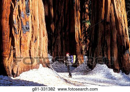 Backcountry skier looking up at Giant Sequoias in the Senate Grove. Giant Forest. Sequoia National Park. California. USA View Large Photo Image Stock Image - Backcountry skier looking up at Giant Sequoias in the Senate Grove. Giant Forest. Sequoia National Park. California. USA. Fotosearch