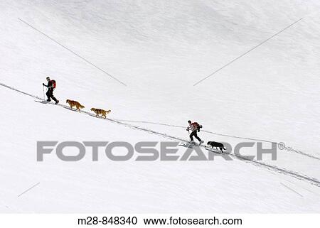 Backcountry skiers with dogs approaching Herman Saddle, Mount Baker backcountry, North Cascades Washington USA View Large Photo Image Stock Image - Backcountry skiers with dogs approaching Herman Saddle, Mount Baker backcountry, North Cascades Washington USA. Fotosearch